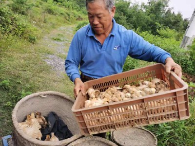 脱贫不脱钩 扶上马送一程——安陆市接官乡为脱贫户送鸡苗