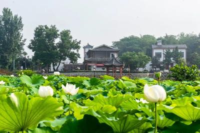 安陆：乡村振兴总牵引 “和美乡村”入画来