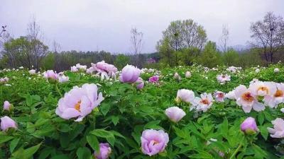 【乡村振兴】安陆朱桥村：从“花花世界”蹚出致富路