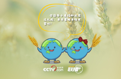 联播+｜这可是个好消息！全国冬小麦播种过九成