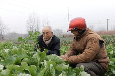 ​安陆农技员田间“支招” 农作物温暖“过冬”
