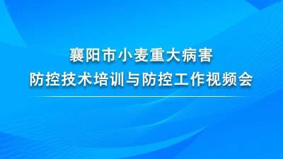 襄阳市小麦重大病害防控技术培训与防控工作视频会