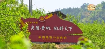 走进老区看新貌 | “桃醉天下”！兑现让百姓“饭吃、衣穿、屋住”承诺