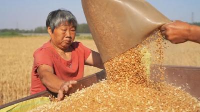 千里追访，我们记录下这群湖北“麦客”的一天