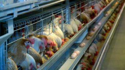 养殖户再无后顾之忧一一安陆市正式启动蛋禽养殖保险项目