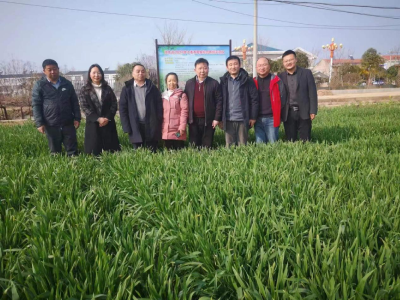 华农专家来安陆市调研指导油菜小麦防灾减灾工作
