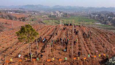 李先乔等市领导参加义务植树活动