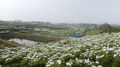 【回顾】安陆一周要闻（3月20日-3月26日）