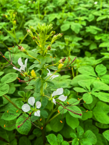 安陆“白花菜”种植标准获湖北省地方标准立项