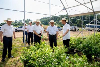 佳沃集团来安陆考察调研蓝莓产业并签署战略合作协议