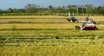 中国500强！安陆这家合作社拟入选