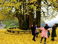 湖北1500岁“九子抱母”银杏迎来“金色年华”
