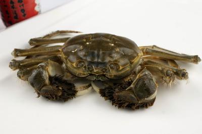 汈汊湖特色养殖促农增收 