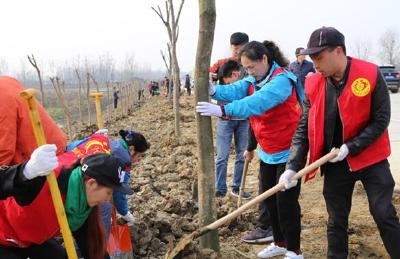 我市开展全民义务植树活动 