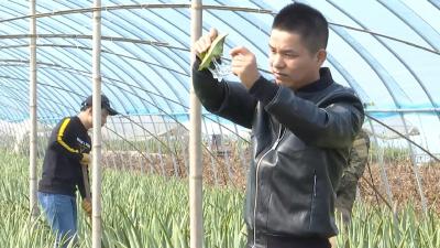 返乡种芦荟 小伙带领乡亲奔富路