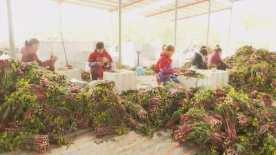 菜苔大上市 畅销全国