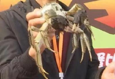 湖北汉川河蟹丰收节精彩举办，新选出的“蟹王”重达9.8两 [楚天都市报2019年11月10日]　