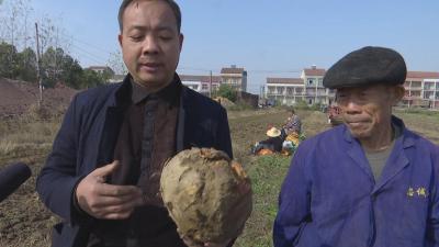汉川农户种植红心薯 最大可超过10斤