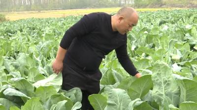 吴咬元：回乡创业 誓做花菜“大王”