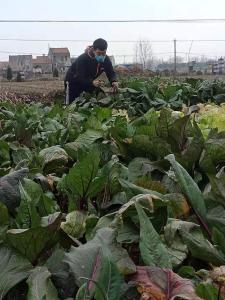 汉川一村民捐赠自产菜薹给防控一线