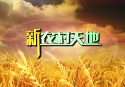 新农村天地：莲藕丰收时 共话产业兴