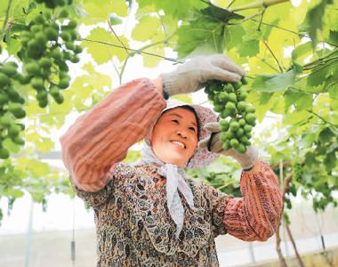 扶贫葡萄 丰收在望