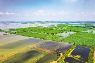 汉川市汈汊湖退垸还湖六点六万亩　[湖北日报　2020年6月9日]