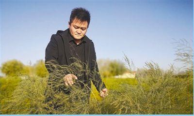 芦笋种在沙漠边