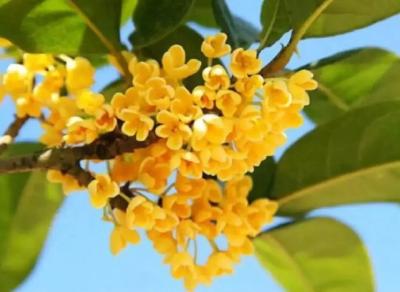 桂花为乡村添活力