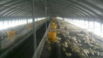 打工仔成了村里的致富带头人