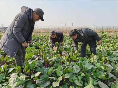 培优“四大农业板块”，这个镇483户脱贫户腰板“直”起来