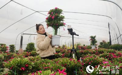 新春走基层|江苏沭阳颜集镇：“花木之乡”念新经