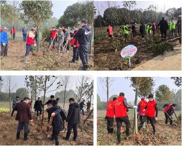 植树 拔河 汈东人“牛”劲儿足