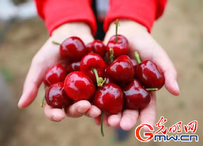 【在这里读懂初心使命——网络媒体革命老区行】延安子长市盛宇现代农业示范园：樱桃里的致富路