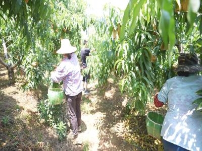 【乡村振兴三项行动】个大色艳味更甜 600亩优质黄桃清香诱人
