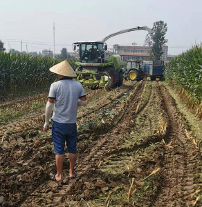 【马鞍乡】玉米熟了：机械全程收割  商贩田间结算