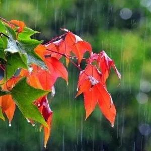 雨雨雨雨雨雨！看完扎心了