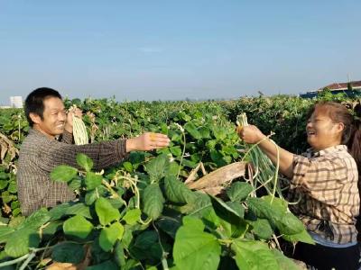 【分水镇】三星垸：选举好班子，踏上新征程