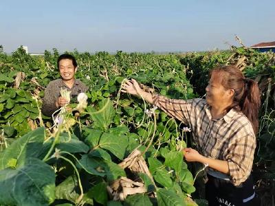 亩收益5千多  汉川分水秋豇豆丰收啦