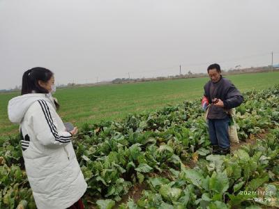 【湾潭乡】调研菜薹特色产业  争创实力产业品牌