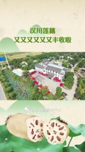 汉川莲藕又又又又又又丰收啦