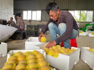 【人民网】荒山变“金果园” 湖北汉川发展黄桃产业带动300余户村民致富