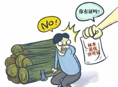 【综合】滥伐护堤林  犯罪嫌疑人被传唤