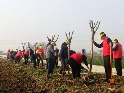 【新堰】义务植树添新绿  干群合力增春色