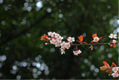 【气象局】春雨说来就来！