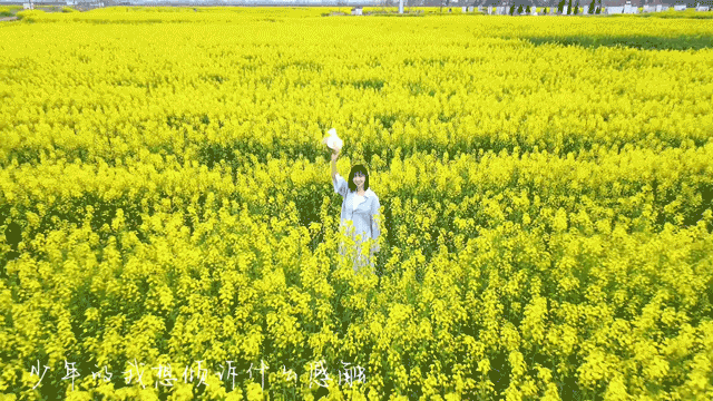 汉川这里的油菜花一夜爆红！数万亩，美到炸裂~
