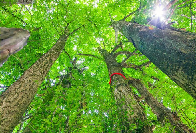 这些湖北算“树”，你知道吗？