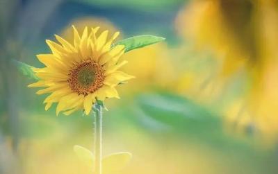 美文 | 无限欢喜