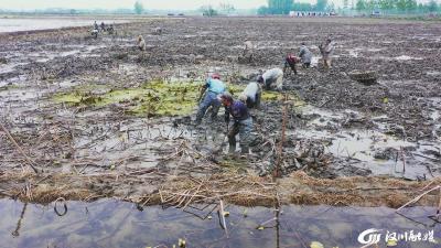 【视频】新堰镇：标准化莲藕种植面积达2000余亩 每亩收入1万余元