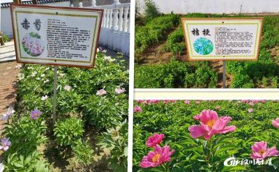 【卫健局】我市建成两处“百草园”中草药种植示范基地